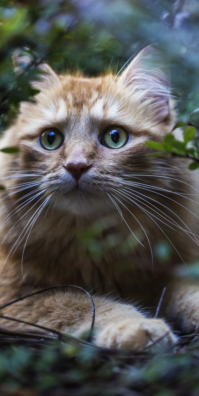 猫咪苹果版在线下载猫小帅儿歌大全小苹果-第2张图片-太平洋在线下载