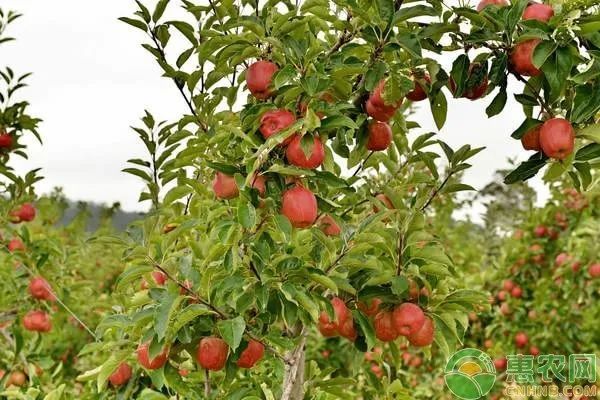 秦安苹果树新闻秦安县今天新闻最新消息-第2张图片-太平洋在线下载