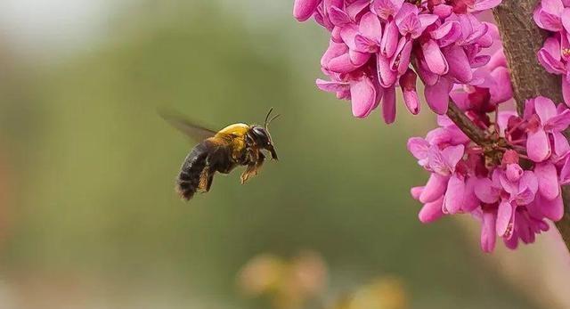 蜂投苹果版蜂赏苹果版下载