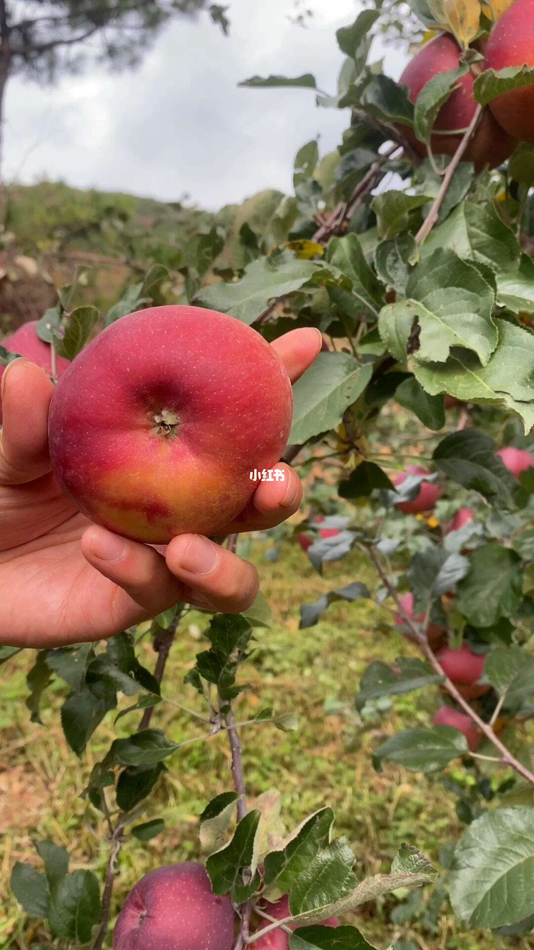 苹果版歪约苹果信息软件下载-第1张图片-太平洋在线下载