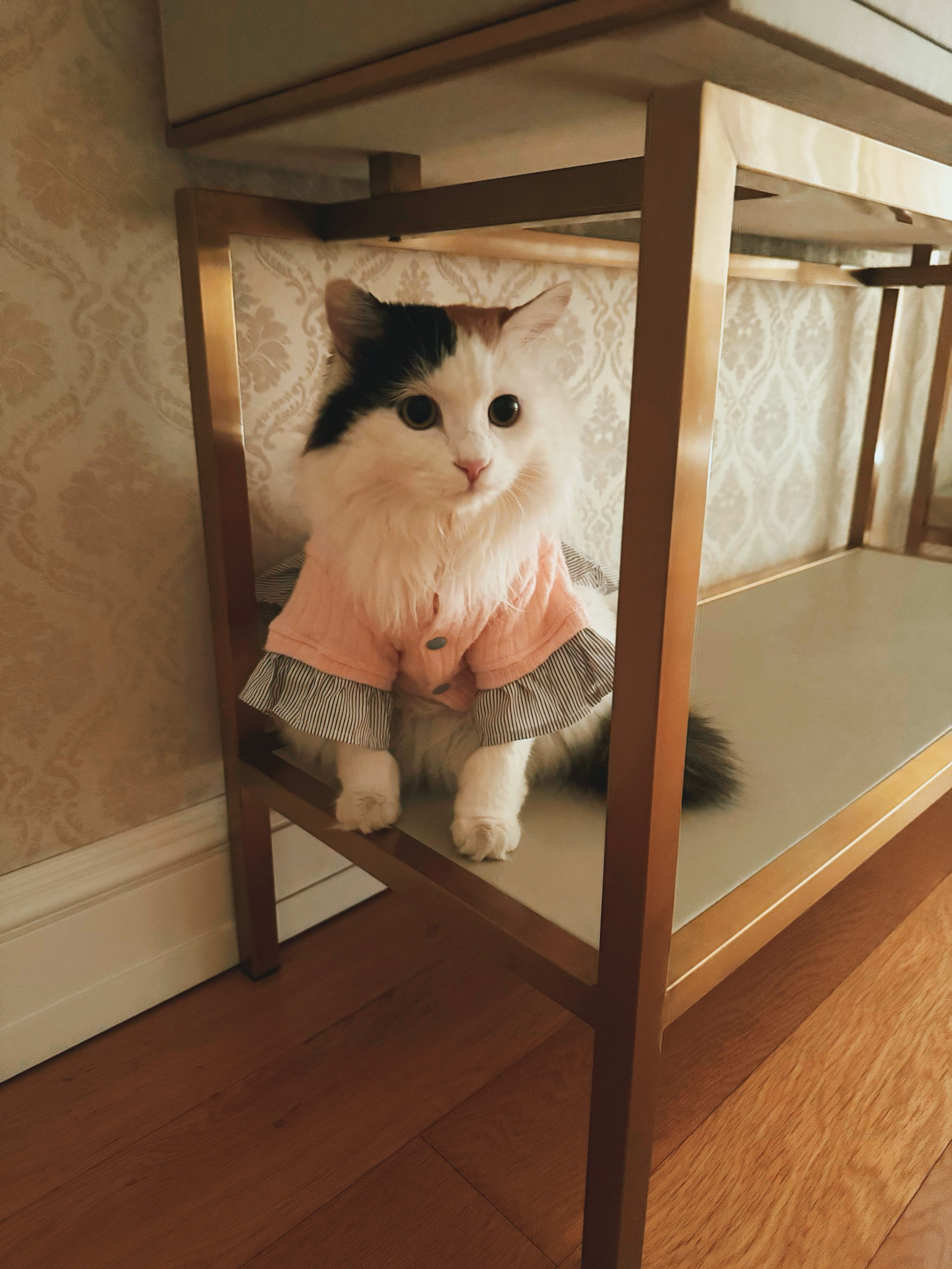 小苹果小猫版猫小帅儿歌小苹果